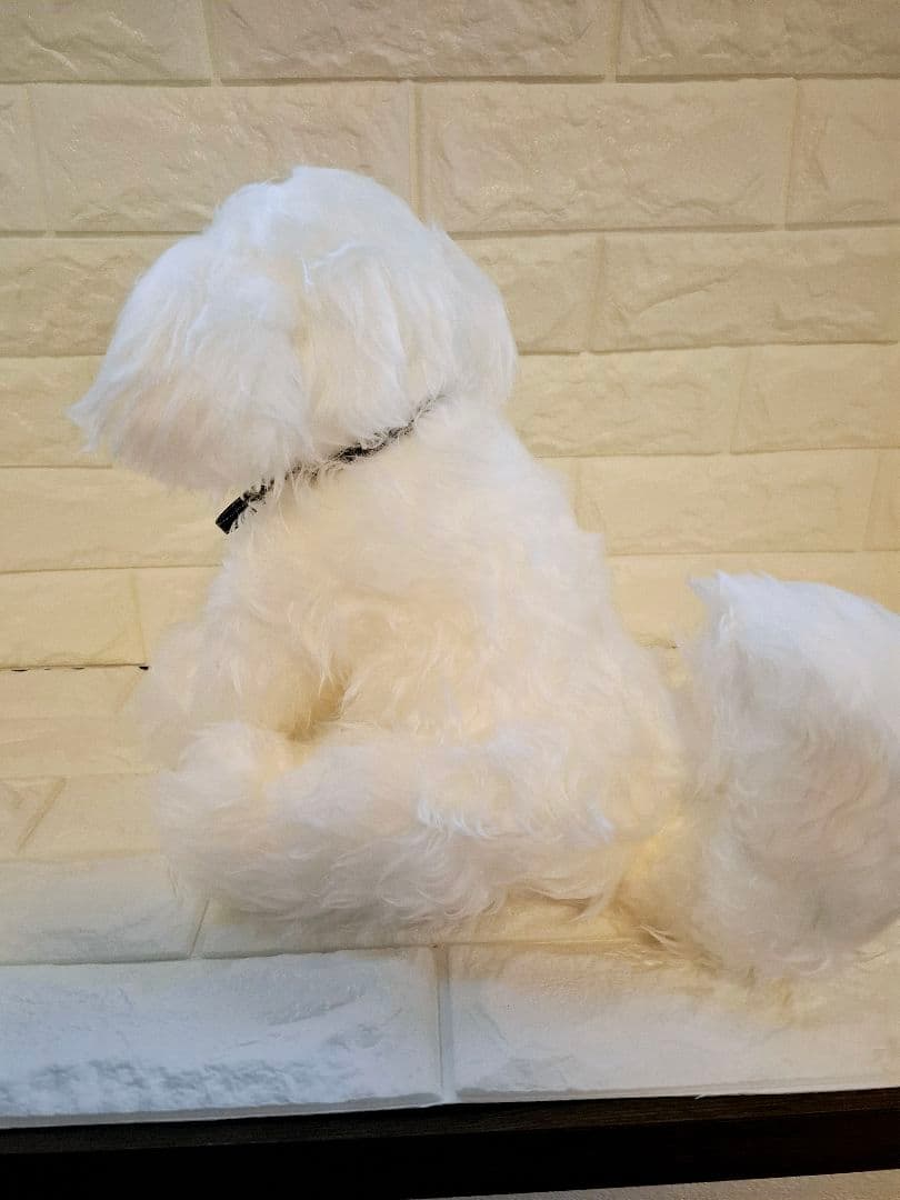 べりえちゃんさん専用、ぬいぐるみ、マルチーズ、犬、ハンドメイド、リアルサイズ