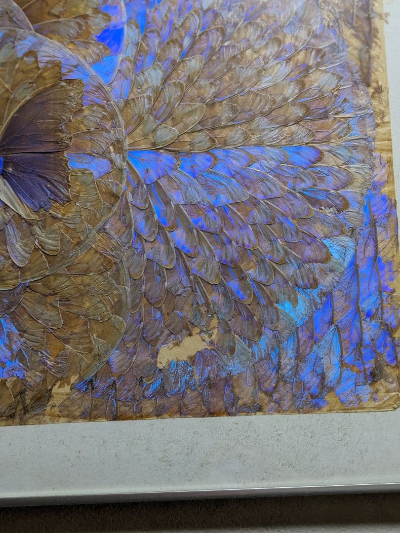 モルフォ蝶額/絵画