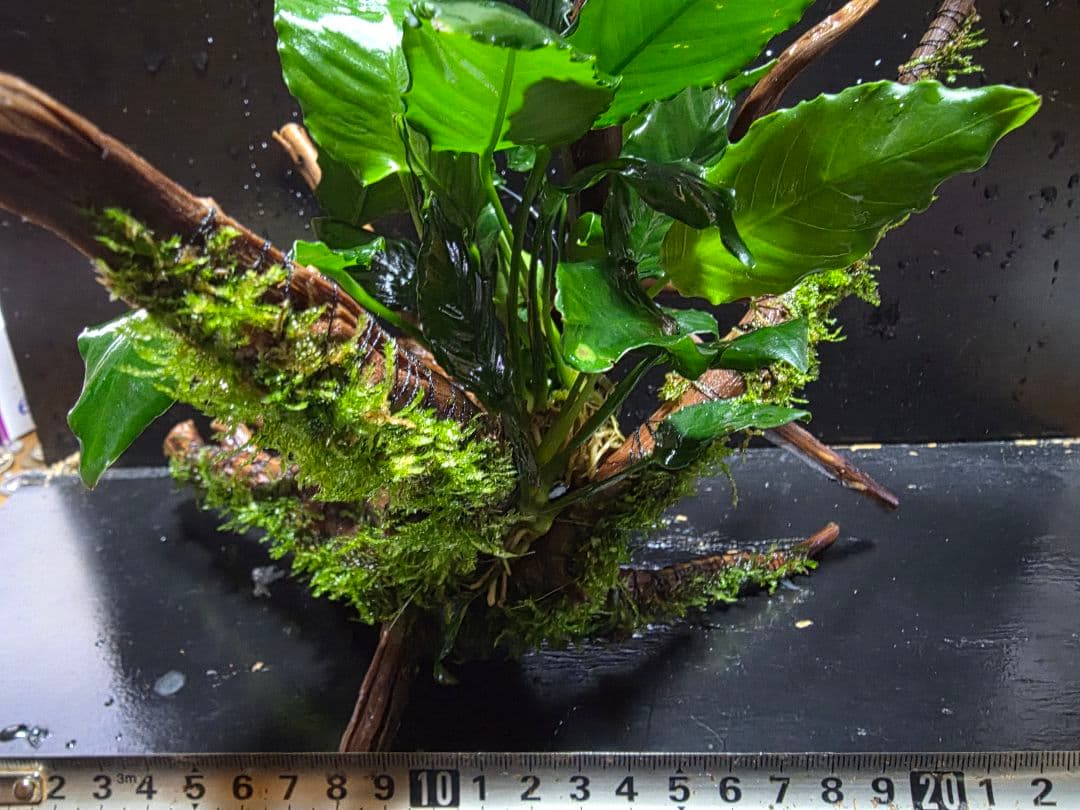 ブランチウッド大サイズ