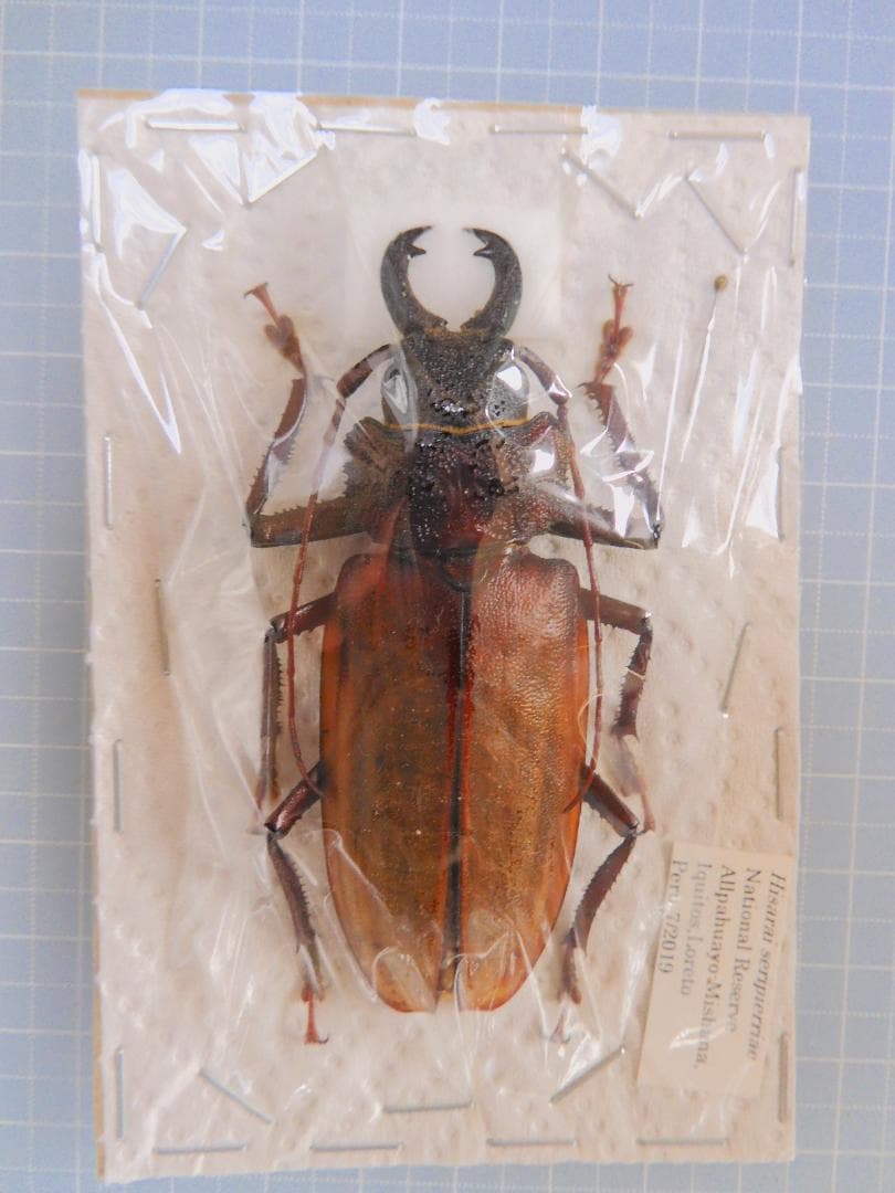 ペルー産ウスバカミキリ　75mm