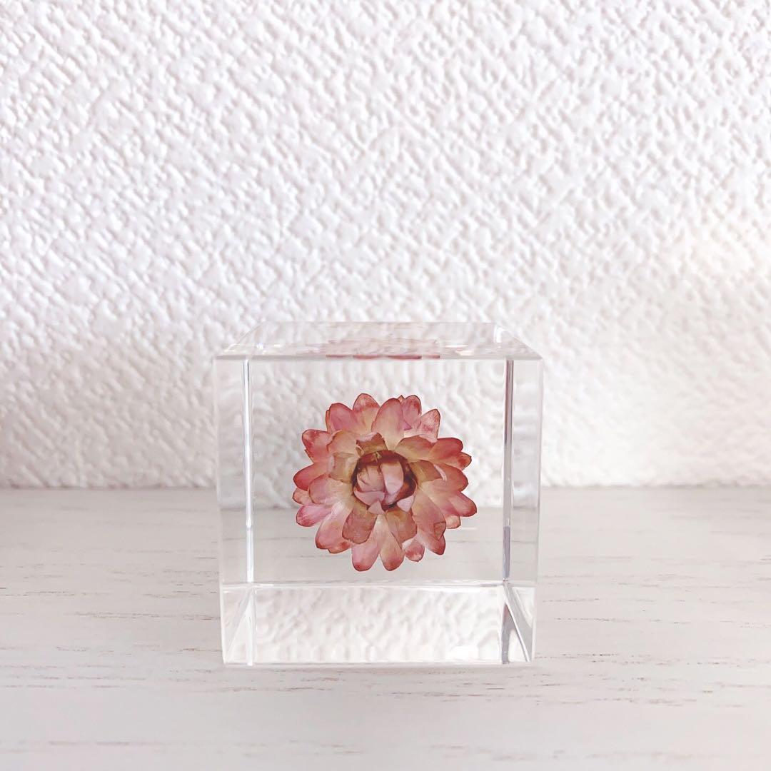 ウサギノネドコ Sola cube ３種類セット　標本ケース付き