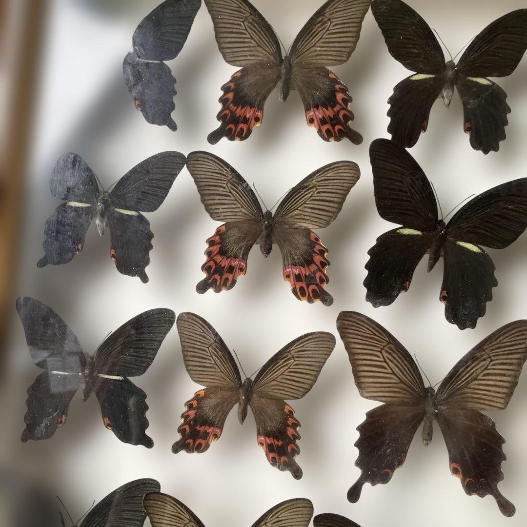 蝶の標本セット 多数4ケース