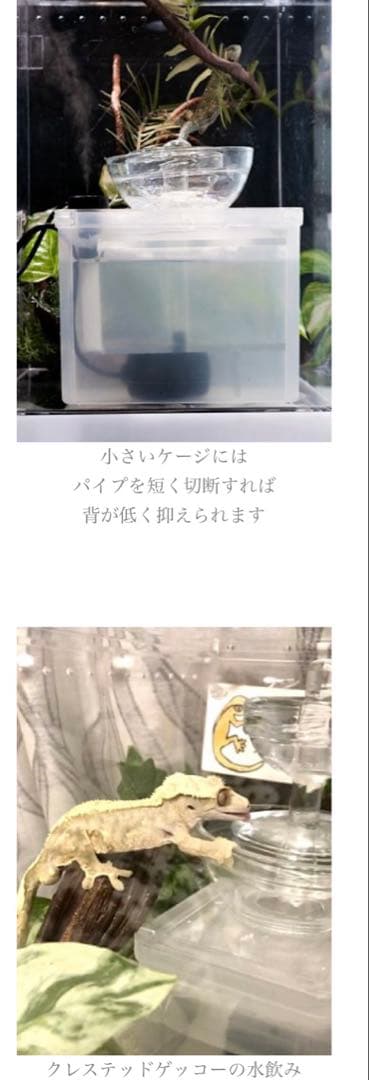 レビルウォーターサーバー プラス 爬虫類水飲み 加湿器