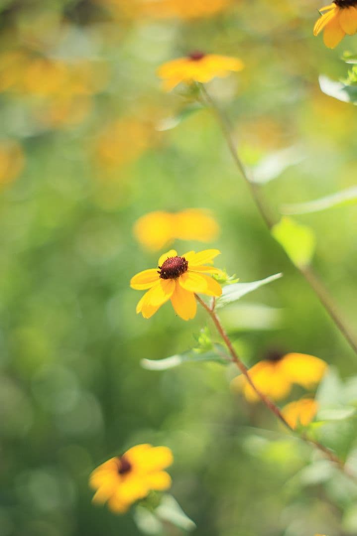 Super-Takumar 55mm F1.8 後期型 光学美品 【黄変除去済】