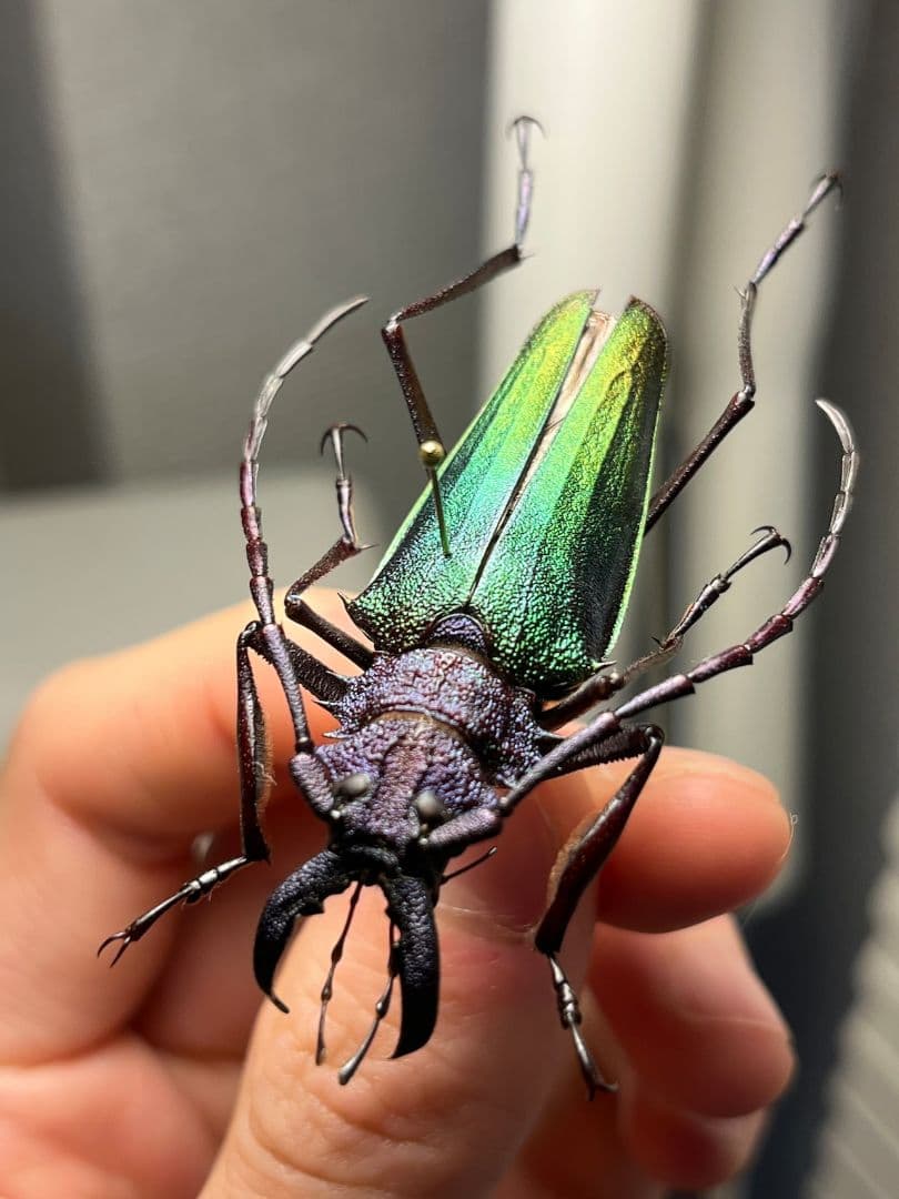 【青緑黄】ルリオニカミキリ ムラサキオニノコギリカミキリ 昆虫標本