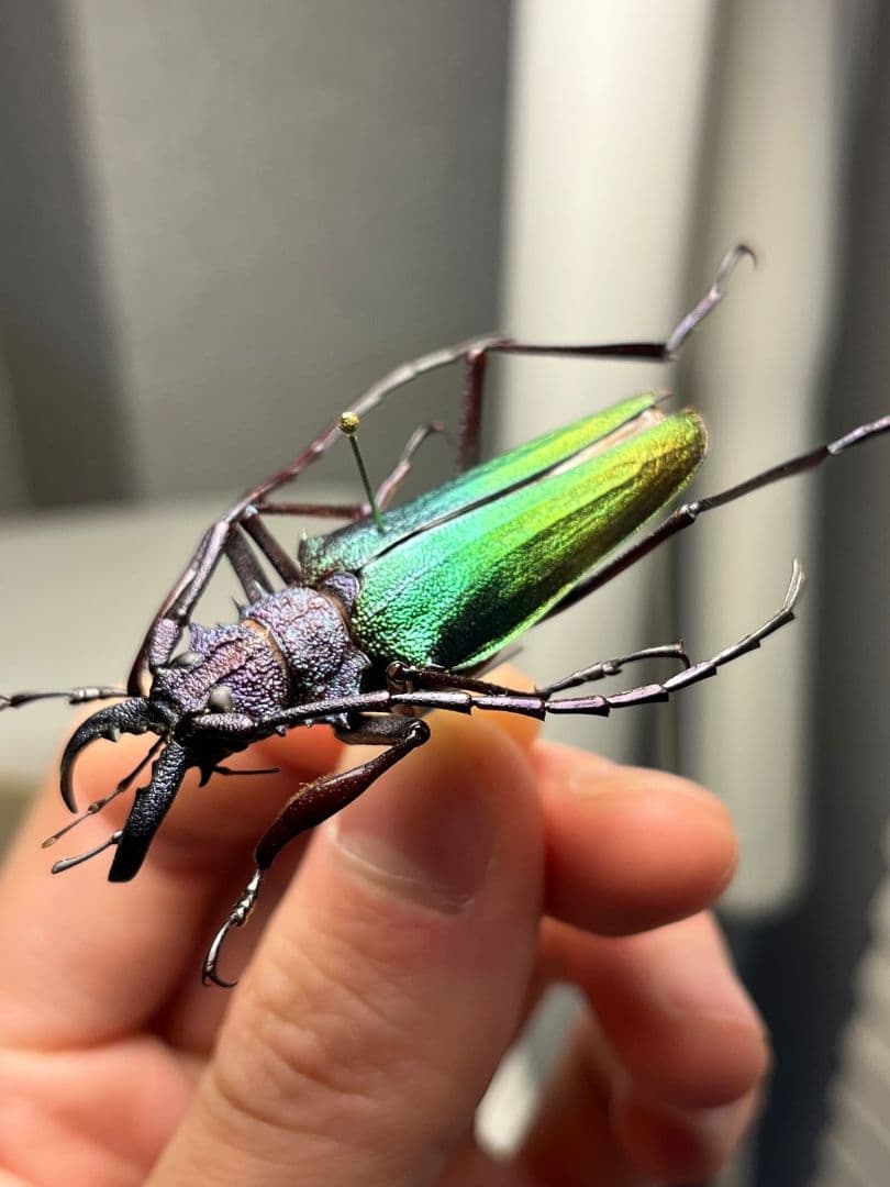 【青緑黄】ルリオニカミキリ ムラサキオニノコギリカミキリ 昆虫標本