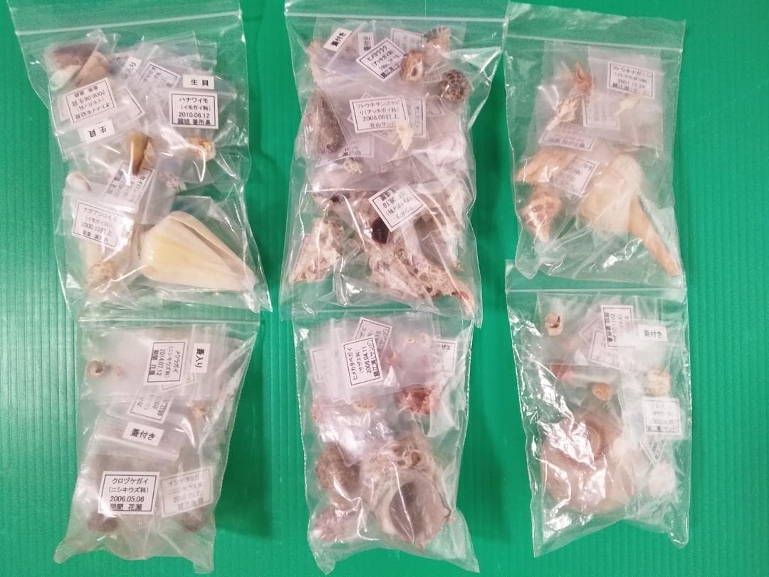 鹿児島県内で採集した「中型・小型・微小貝の貝殻２８０種類」