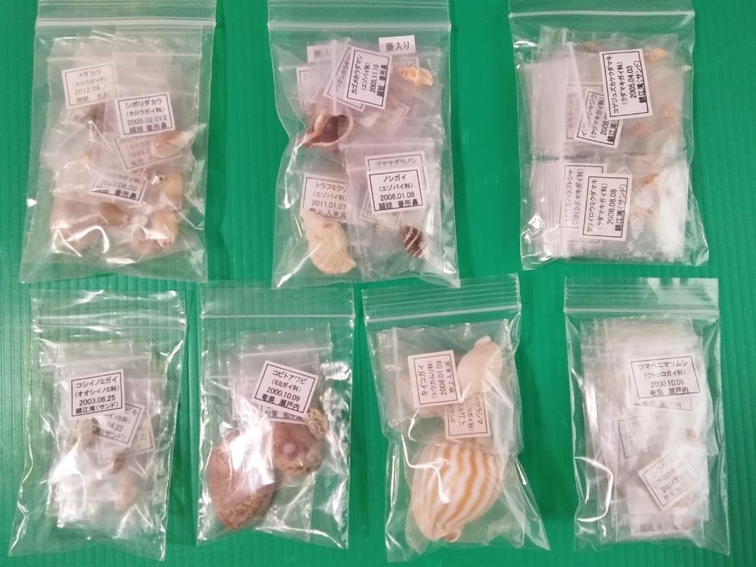 鹿児島県内で採集した「中型・小型・微小貝の貝殻２８０種類」