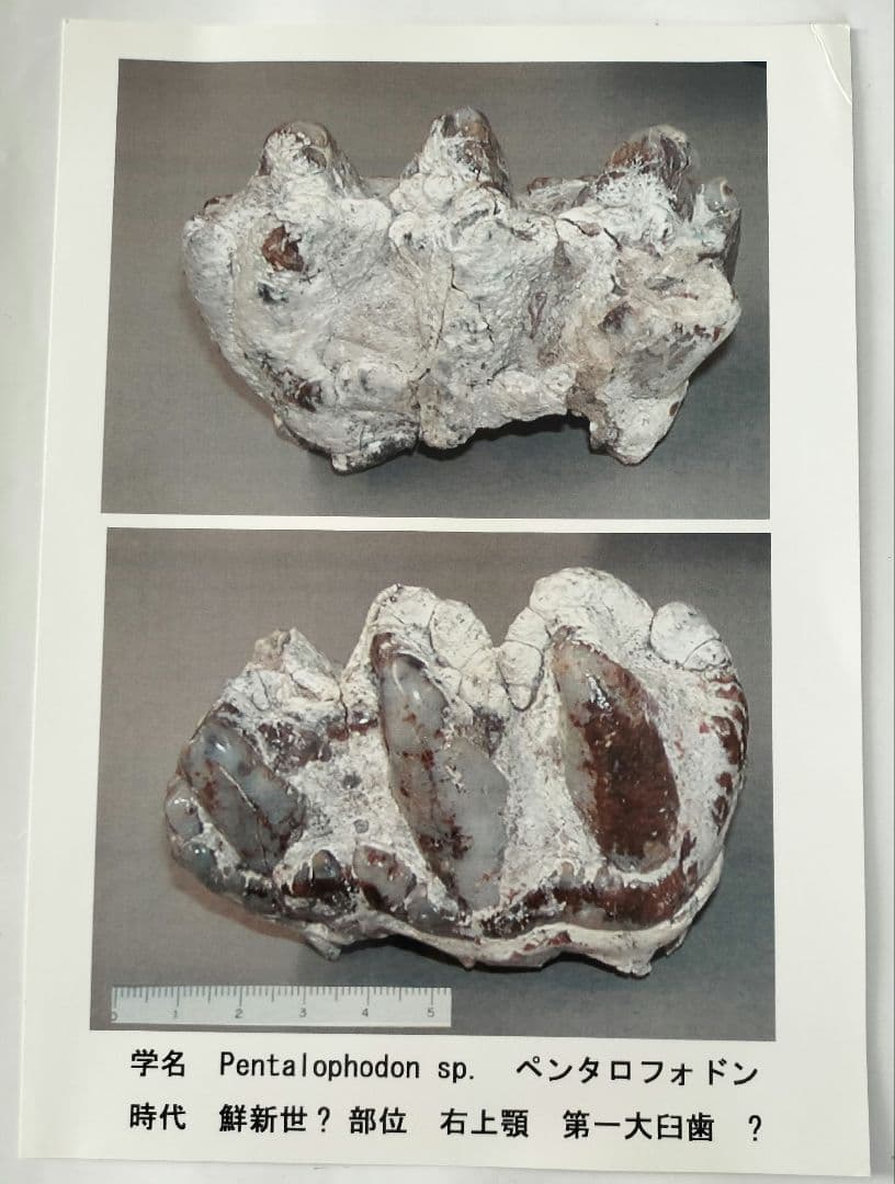 ペンタロフォドンの歯の化石