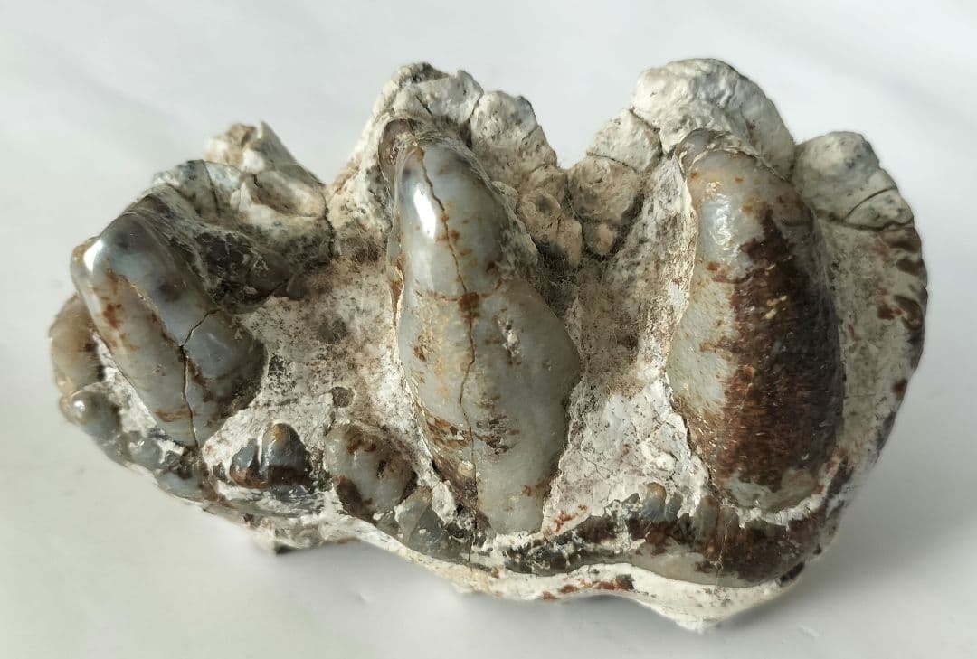 ペンタロフォドンの歯の化石