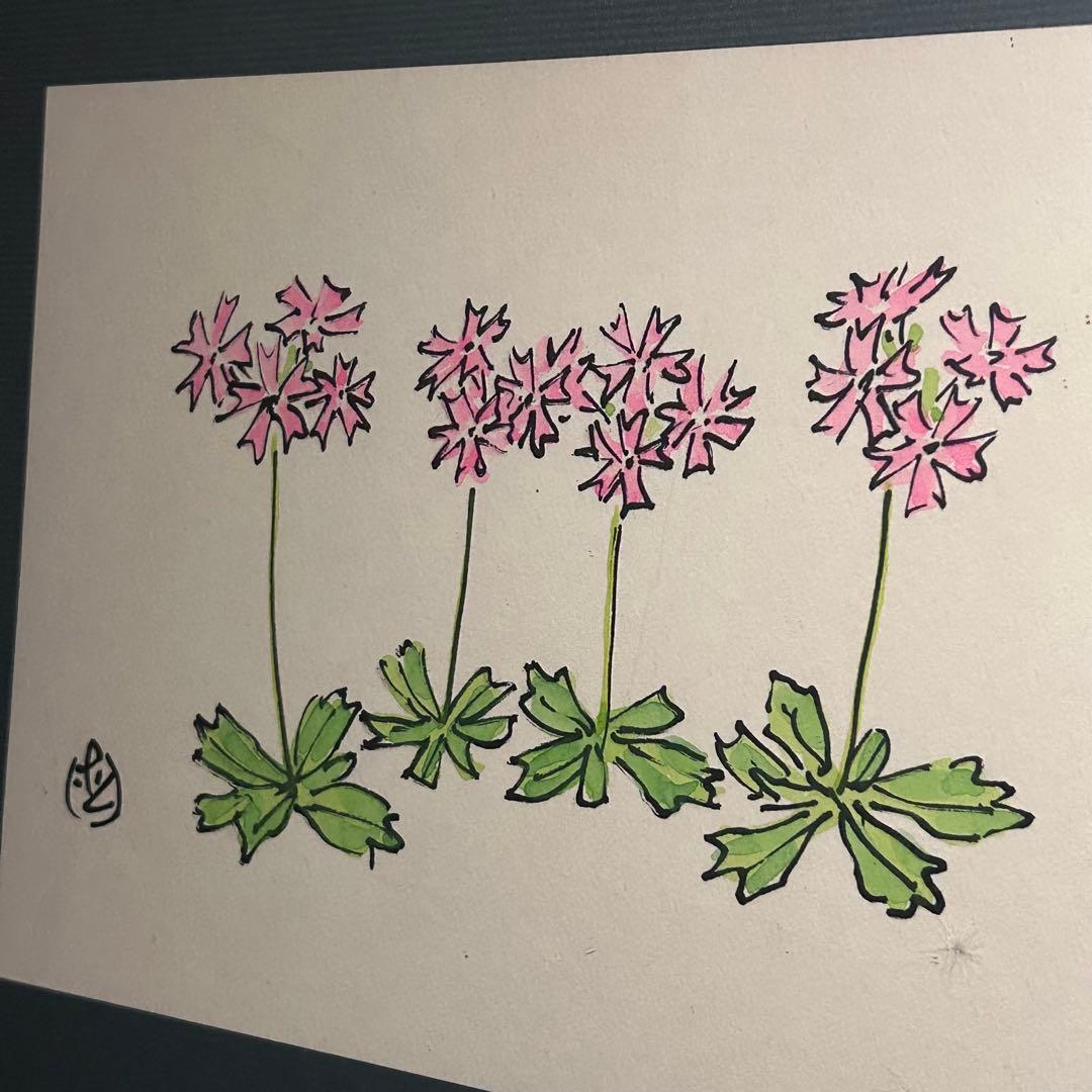 t*8様 【希少】坂本直行　額装 水彩画　『えぞこざくら 』　アート