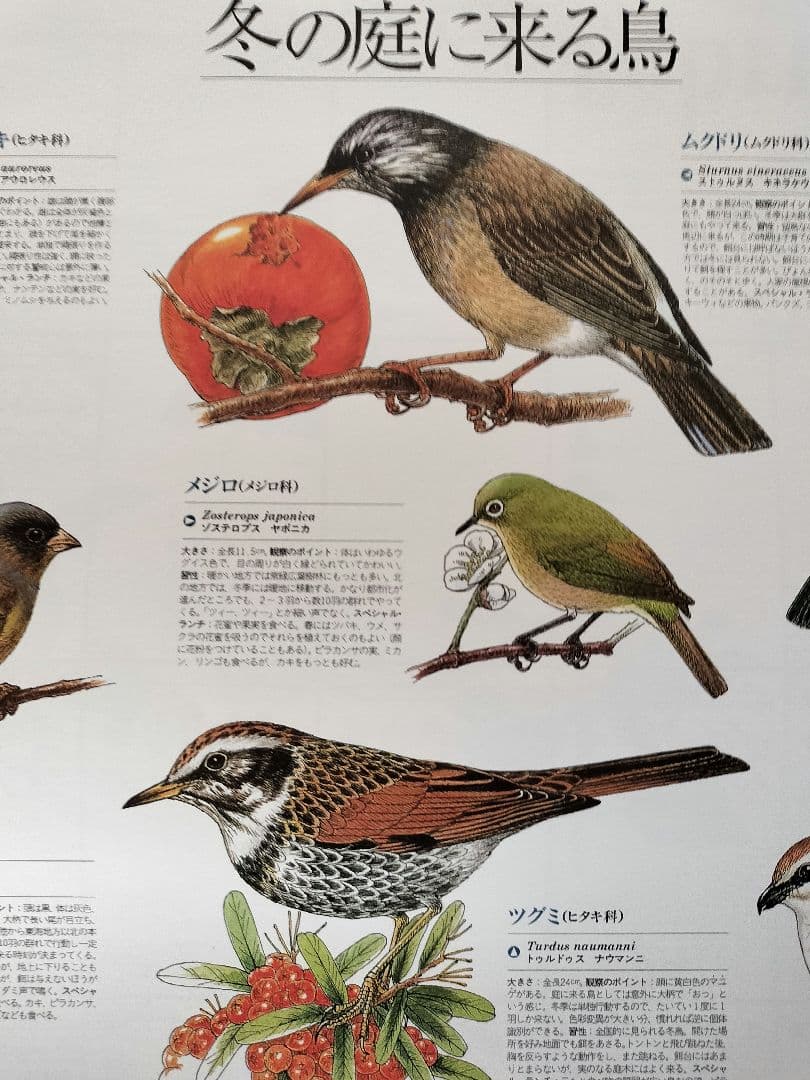 BE-PAL ビーパル カレンダー 新品未使用 1994年 ヴィンテージ