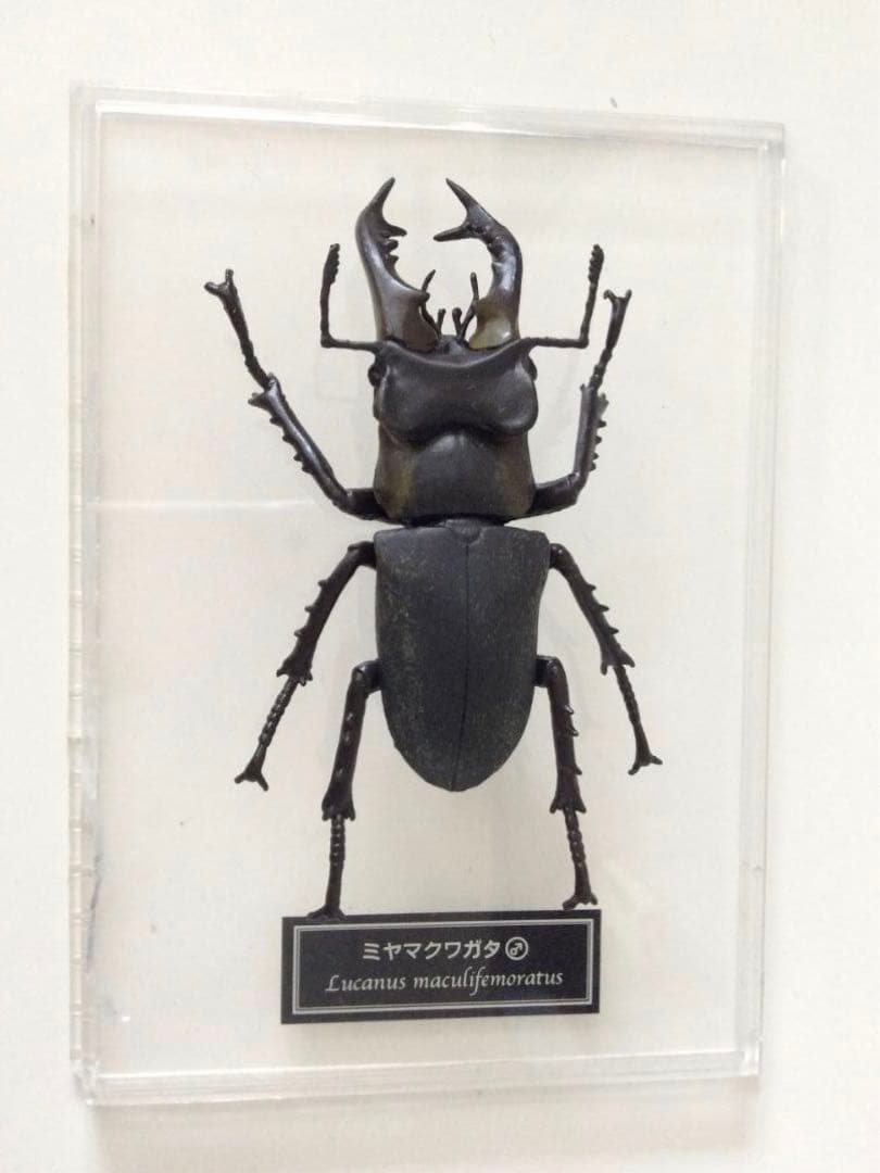 ミヤマクワガタ 標本 全長約7.5cm 甲虫 昆虫 ケース付