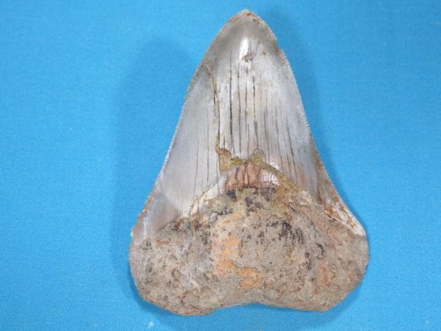 化石 サメの歯・メガロドン・インドネシア・7.3 cm・No.1443