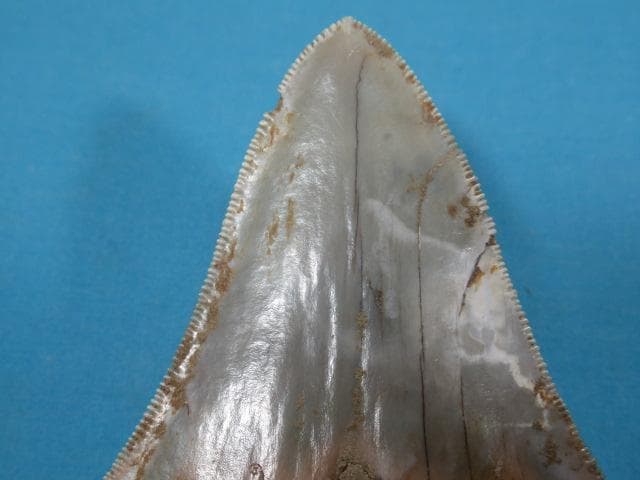 化石 サメの歯・メガロドン・インドネシア・7.3 cm・No.1443