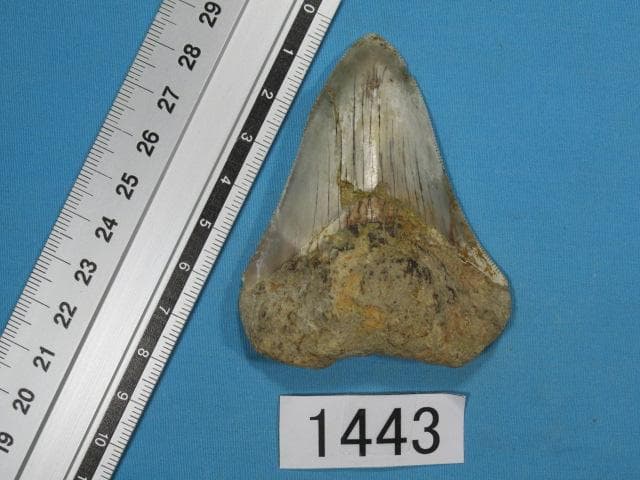 化石 サメの歯・メガロドン・インドネシア・7.3 cm・No.1443