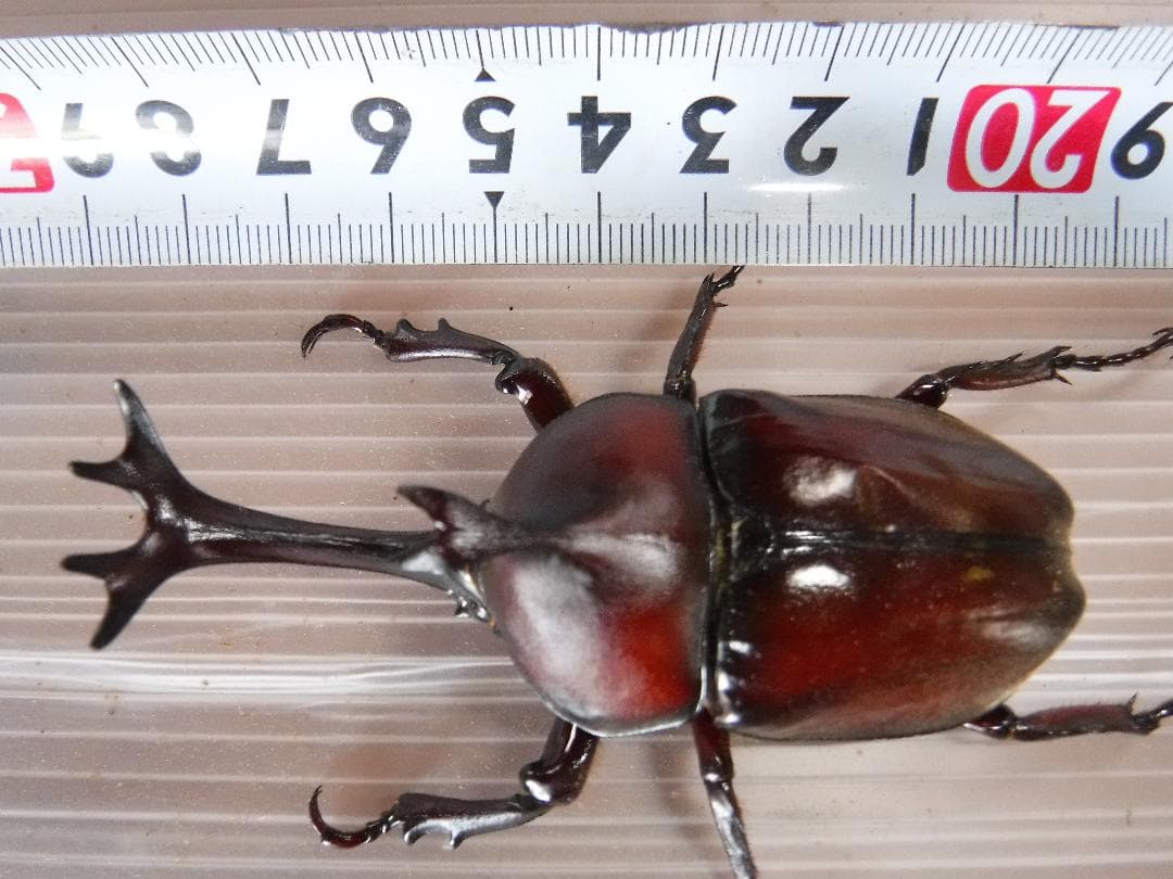 カブト虫マット1：発酵熟成竹：成虫・幼虫・産卵育成用：３００ℓ