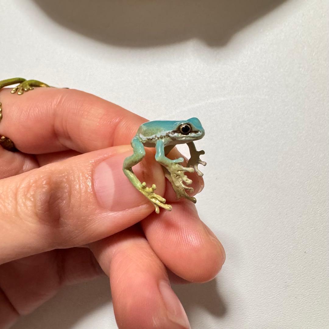Nina　アマガエルリング/アマガエルイヤーカフ/ニホンヤモリイヤーカフ