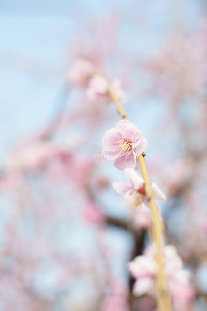 R指標8枚玉！旭光学 Super-Takumar 50mm f1.4 最前期