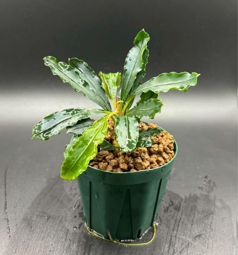 ペ*ン様 ブセファランドラ spathulifolia Balai karang