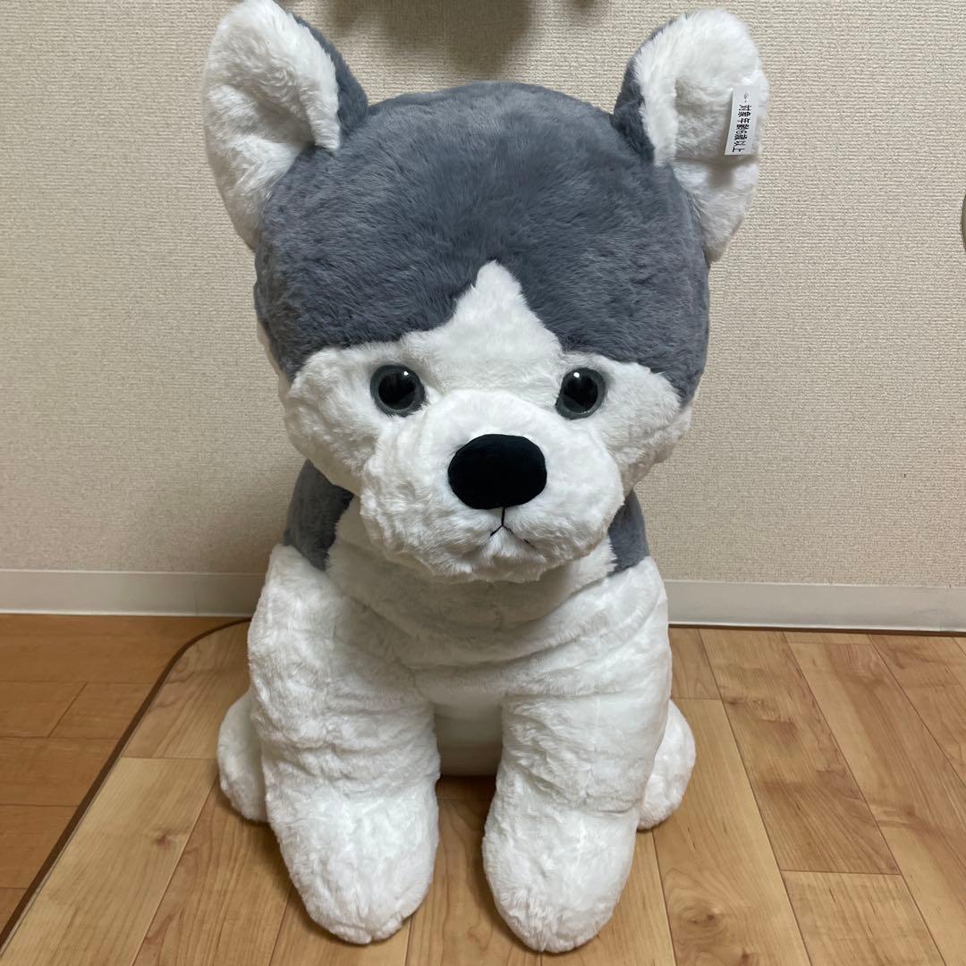 シベリアンハスキー　特大ぬいぐるみ