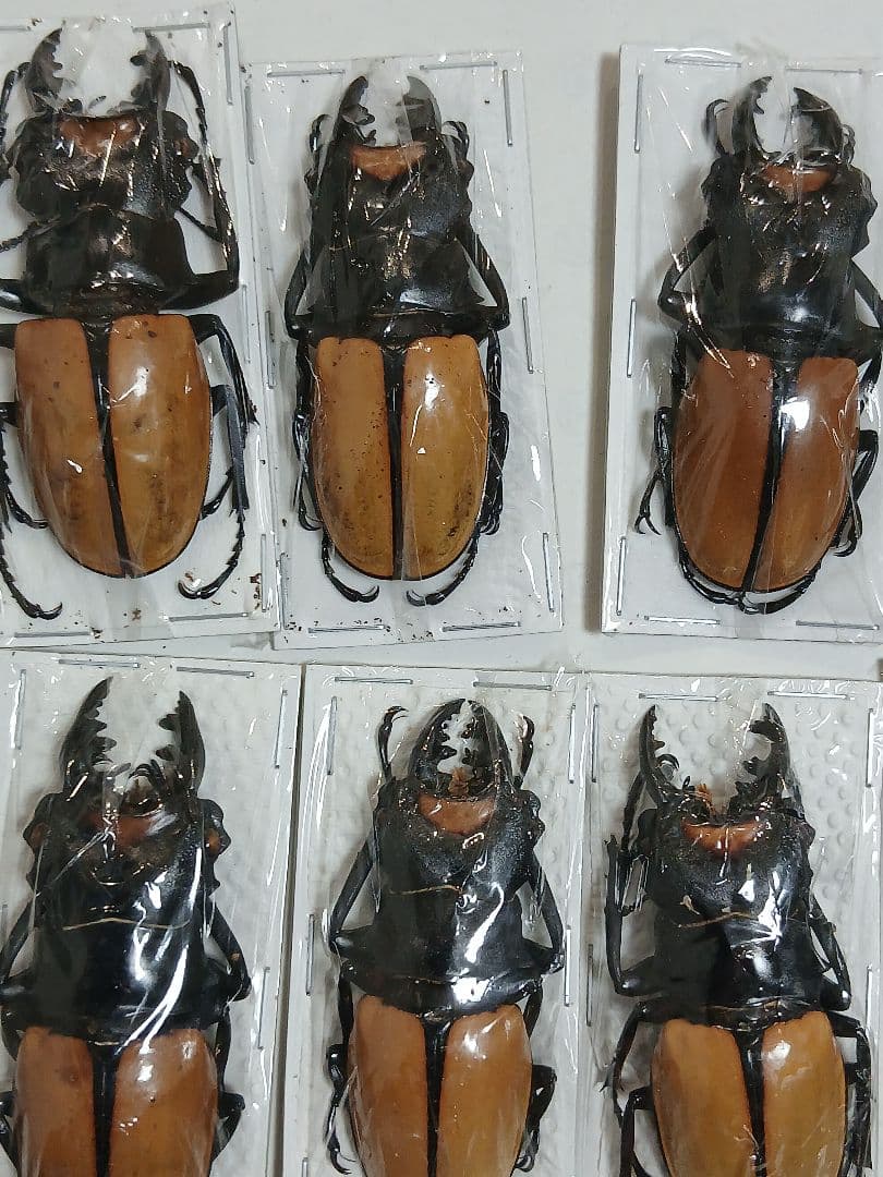 海外標本｜インドネシア産 クワガタムシ 標本（原個体・野外採集）
