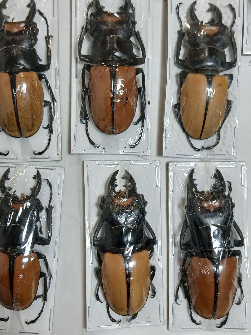 海外標本｜インドネシア産 クワガタムシ 標本（原個体・野外採集）