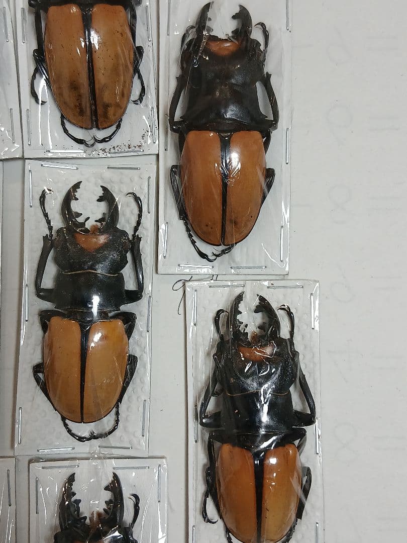 海外標本｜インドネシア産 クワガタムシ 標本（原個体・野外採集）