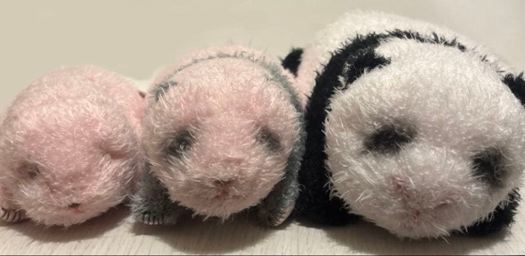 上野動物園 シャンシャン ほんとの大きさ ぬいぐるみ