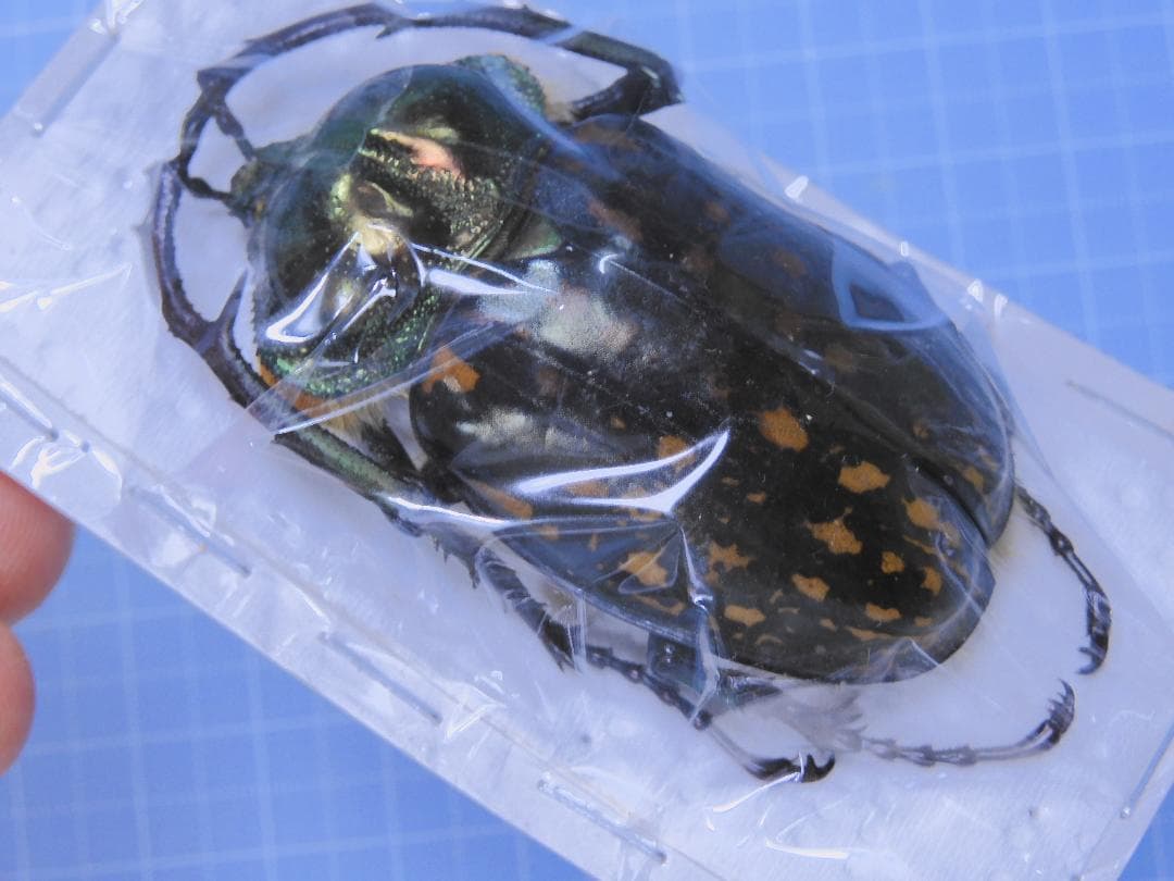 標本 Cheirotonus formosanus 54mm