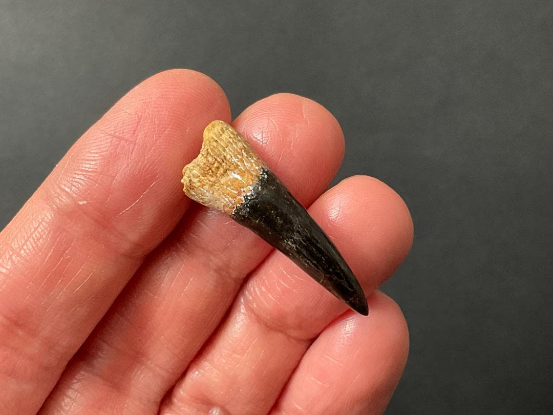 恐竜の歯 [DS361] エラスモサウルス 化石 希少 ベリーレア