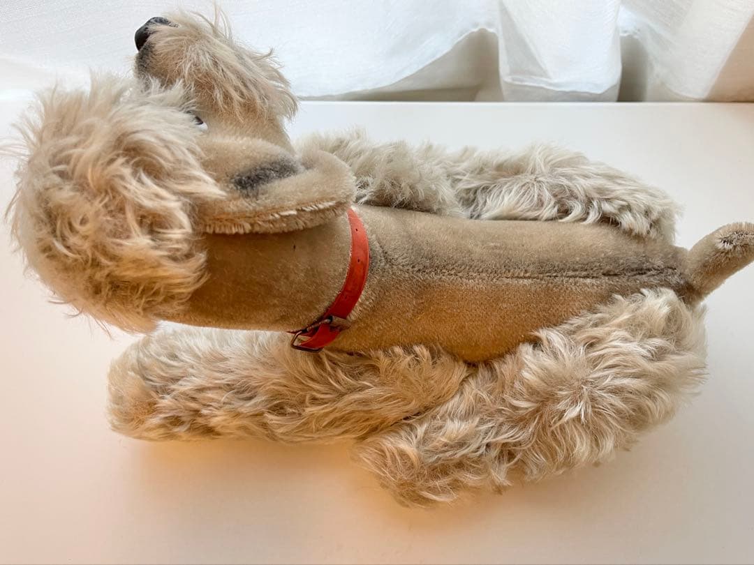 なんとも言えない表情のわんちゃん　シュタイフ　スノビー　プードル　36cm