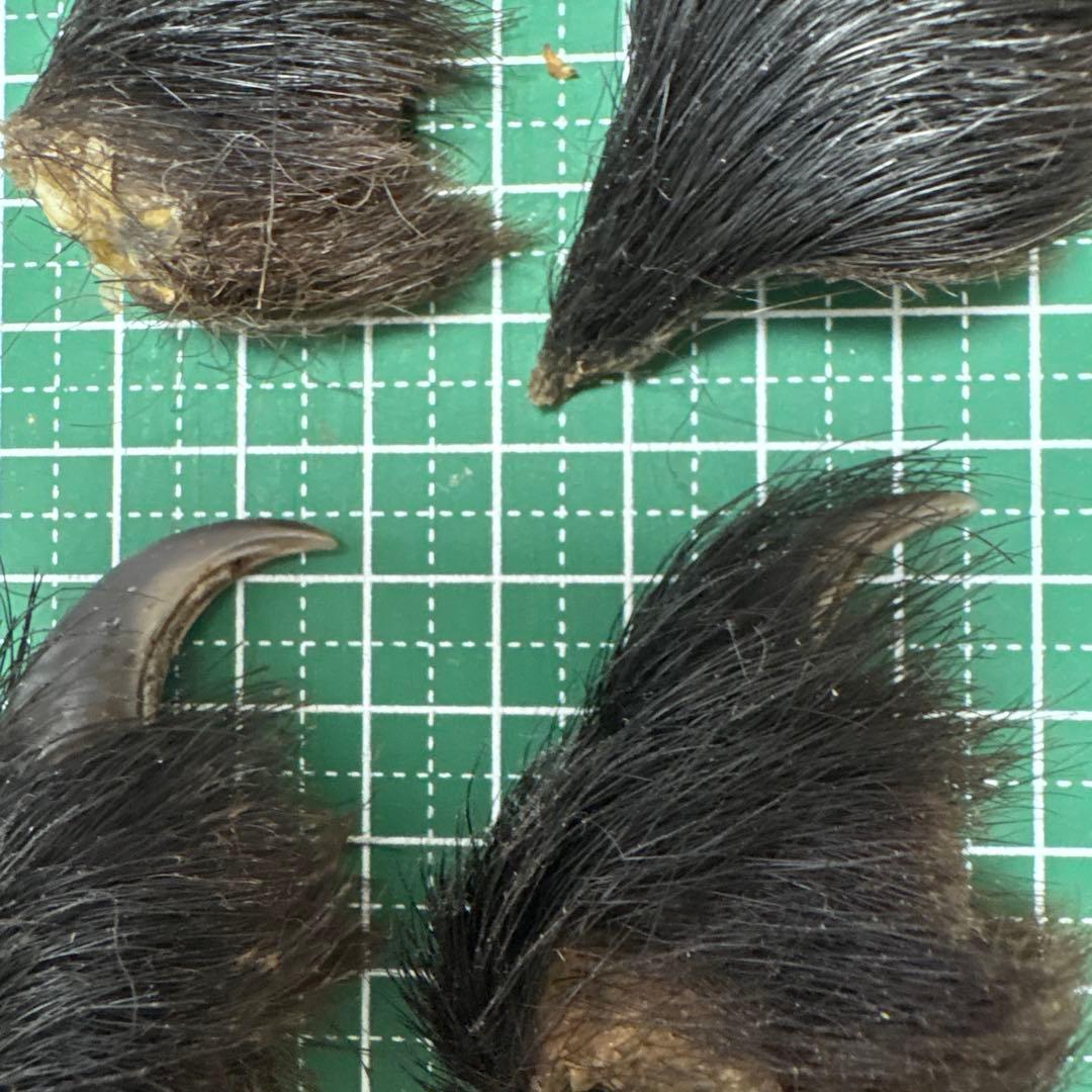 熊の爪　天然　17本セット