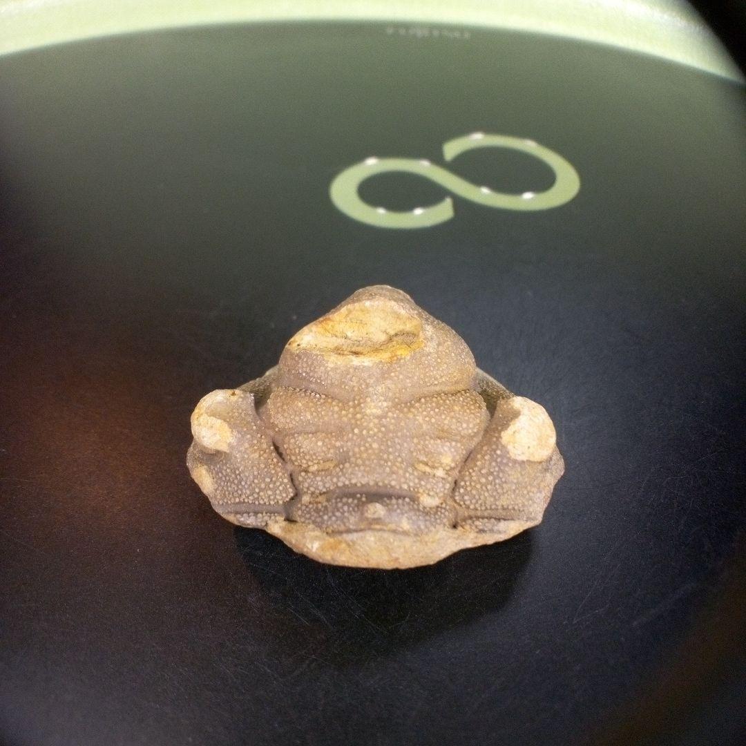 三葉虫　南米産　化石　fossil　ボリビア産　trilobite　南米化石郡①