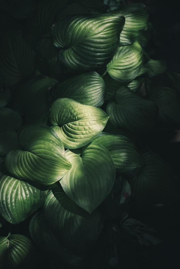 山崎磨き！Leica Summarit 50mm f1.5 オールドレンズ