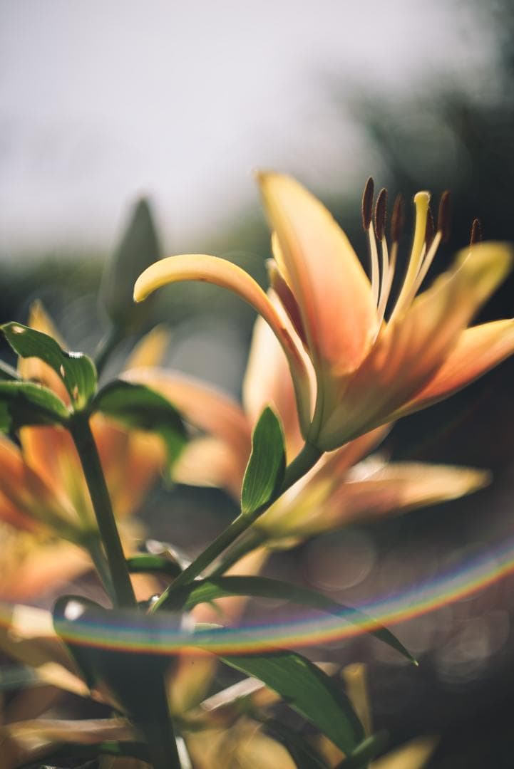 山崎磨き！Leica Summarit 50mm f1.5 オールドレンズ