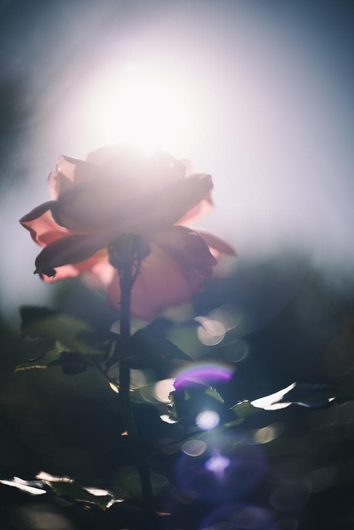 山崎磨き！Leica Summarit 50mm f1.5 オールドレンズ