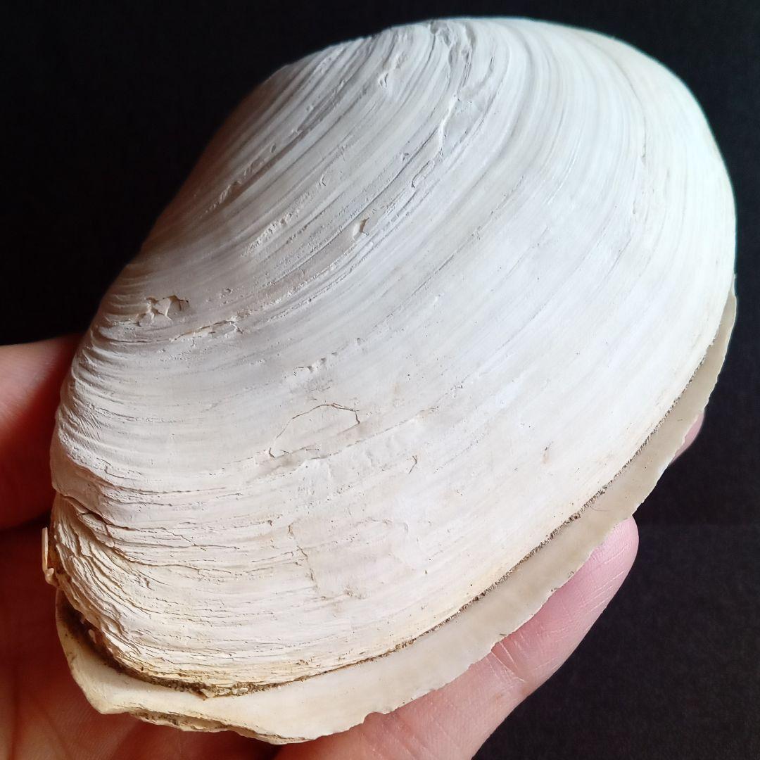 化石　骨格　標本　貝殻　国産　両殻　美麗標本