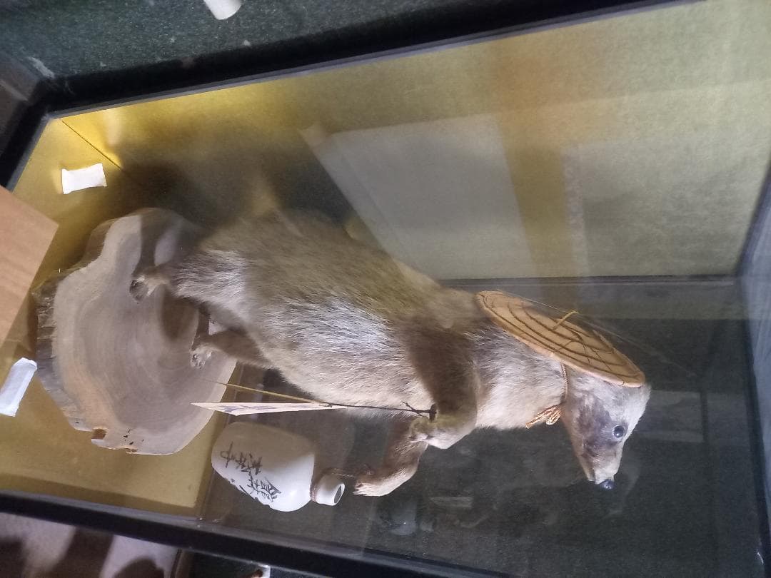 たぬきの剥製　置物