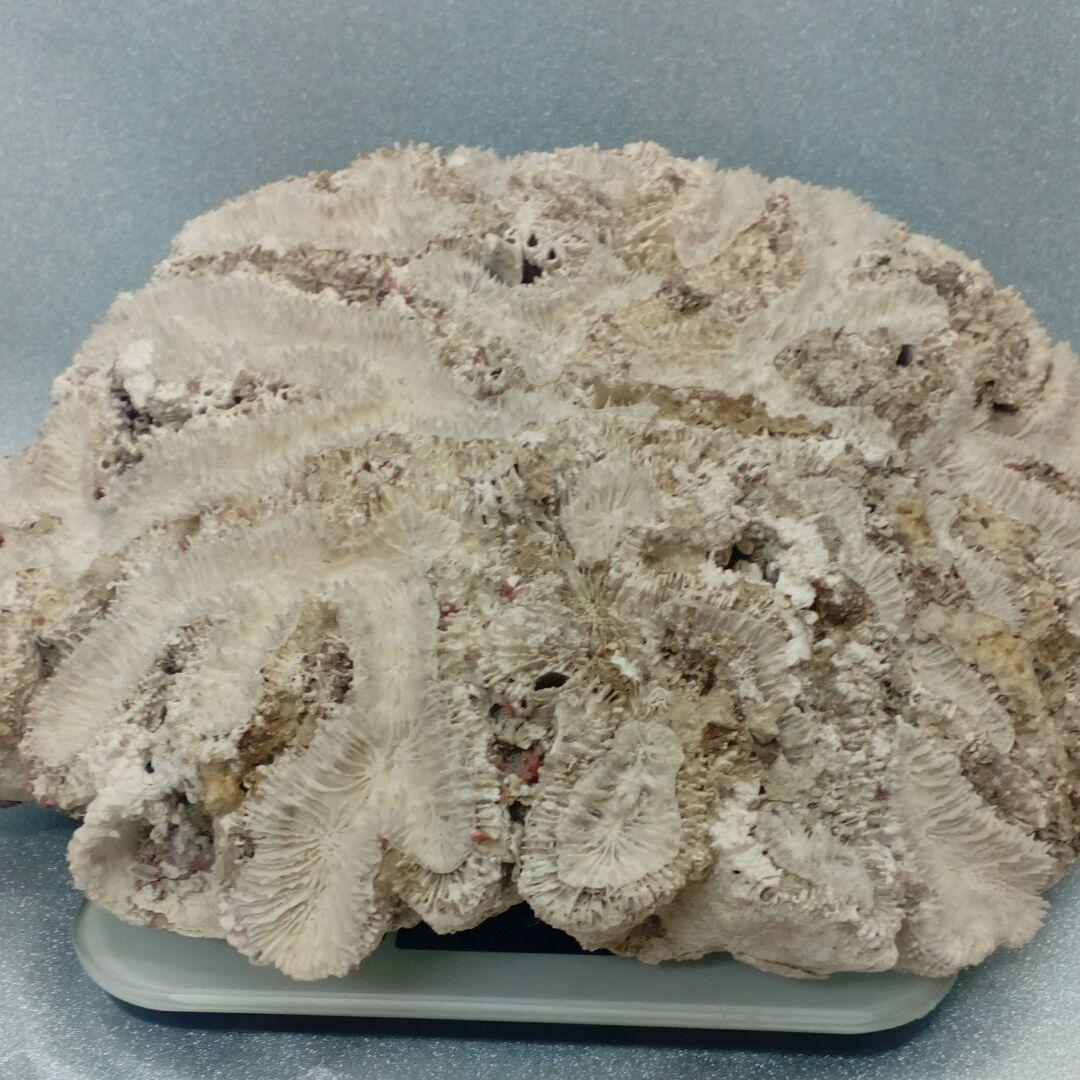 珊瑚オブジェ３５００グラムクラス天然大型サイズ白珊瑚アクアリウム鑑賞コレクション