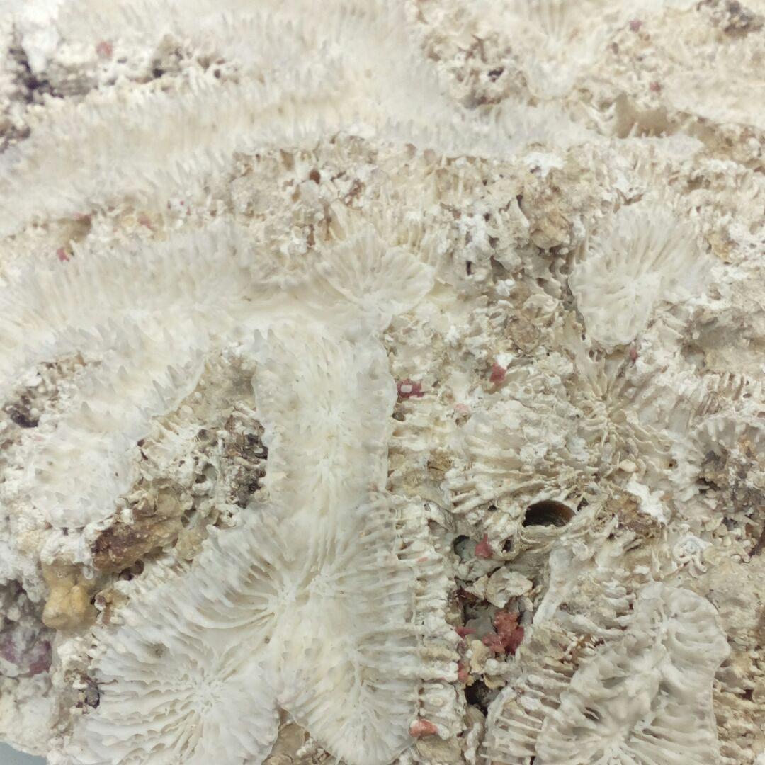 珊瑚オブジェ３５００グラムクラス天然大型サイズ白珊瑚アクアリウム鑑賞コレクション