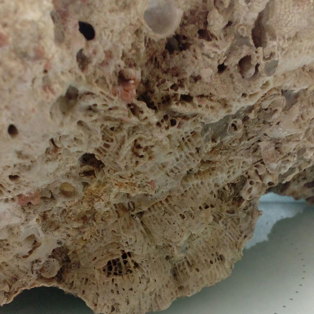 珊瑚オブジェ３５００グラムクラス天然大型サイズ白珊瑚アクアリウム鑑賞コレクション