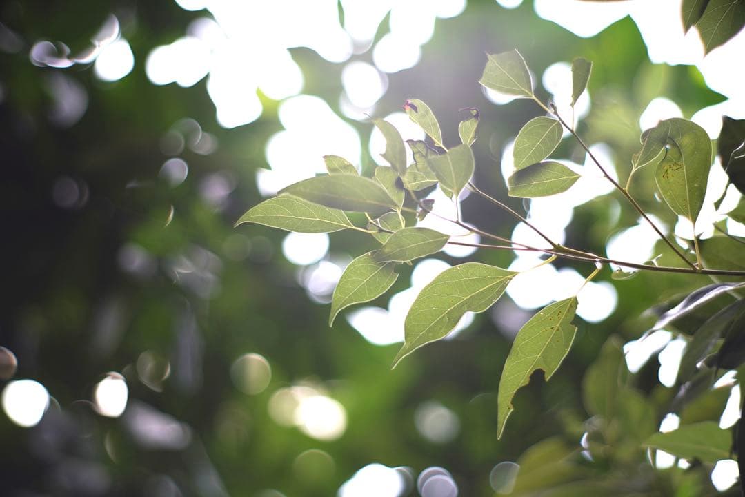 ライカ｜テレエルマリート M90mm F2.8（FAT）TELE-ELMARIT