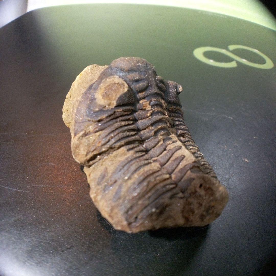 三葉虫　化石　fossil　ボリビア産　トライロバイト　Fossil番号⑤