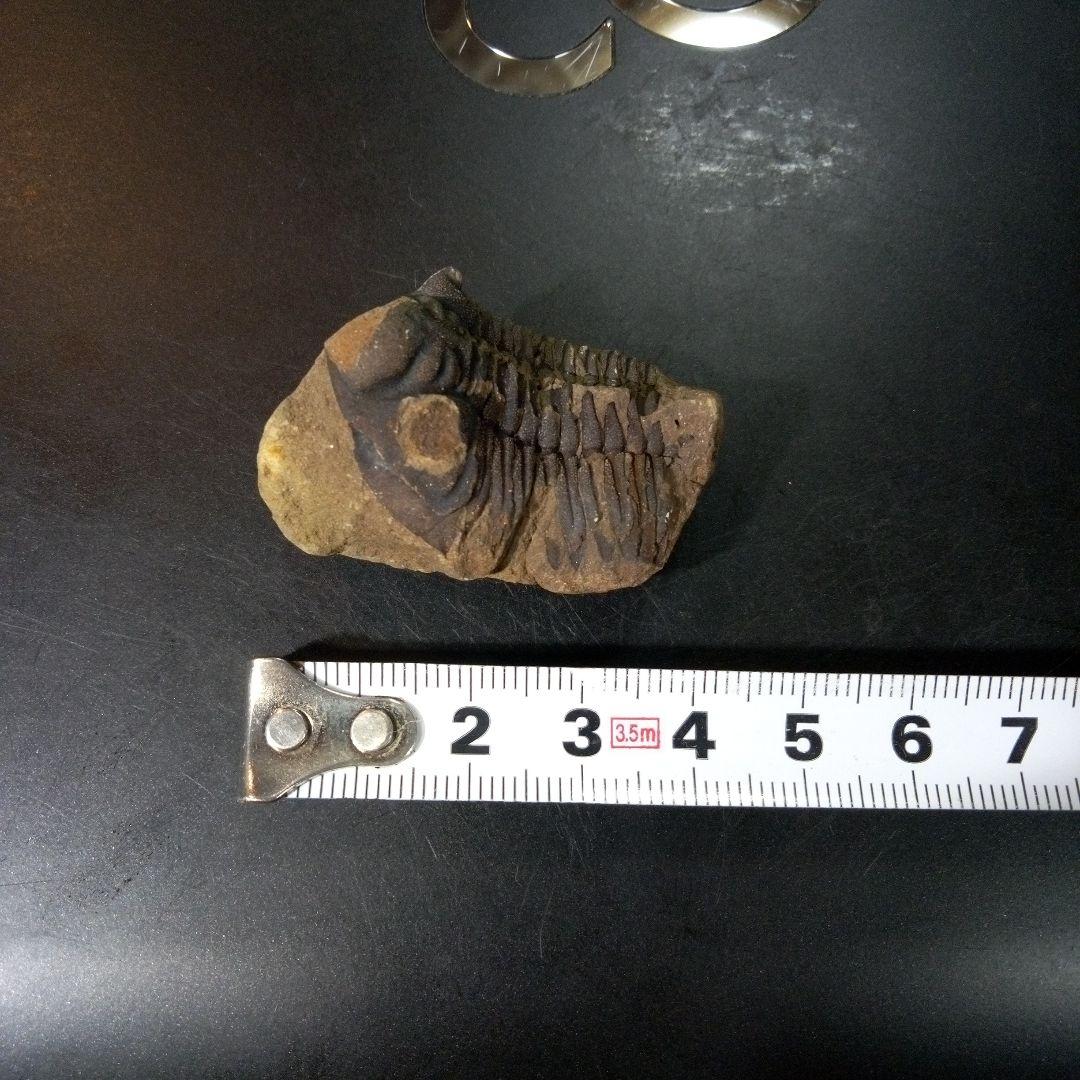 三葉虫　化石　fossil　ボリビア産　トライロバイト　Fossil番号⑤
