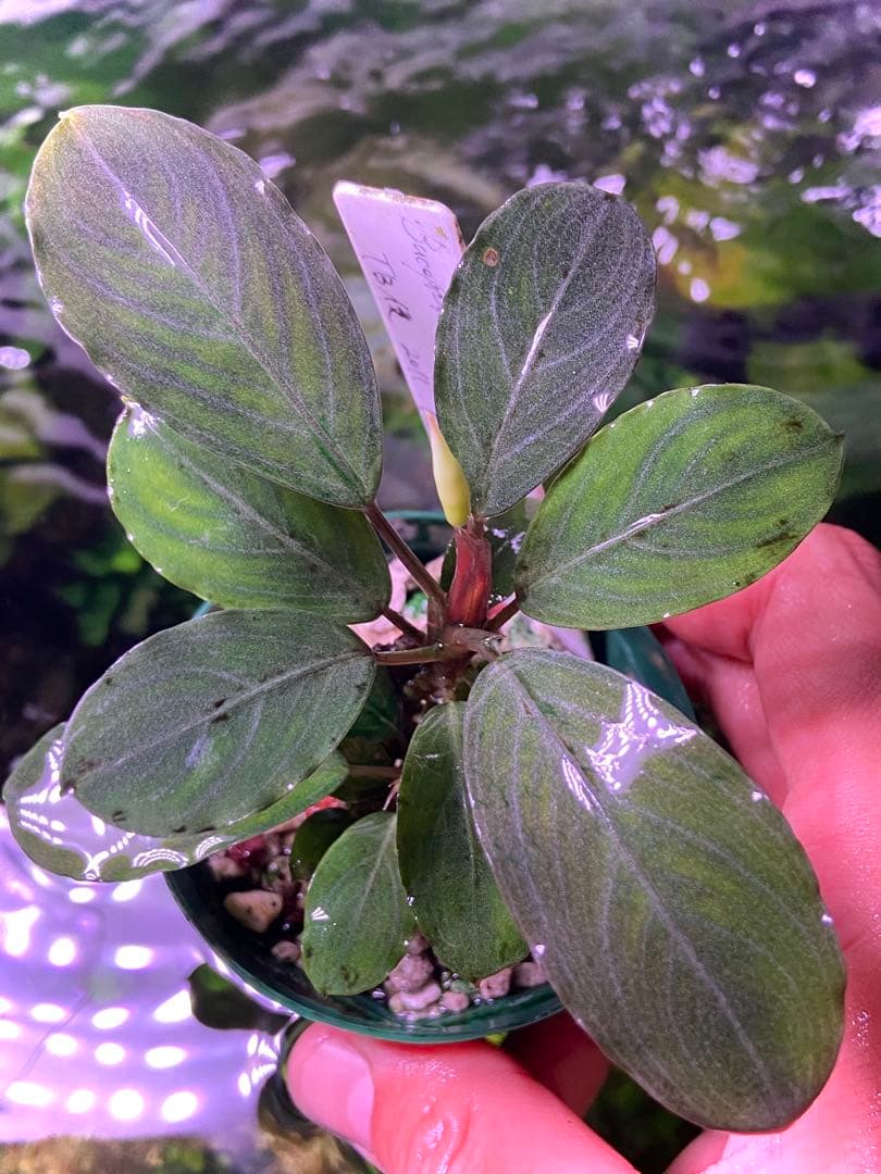 ブセファランドラ sp. パールグレイ (TB便) 2株+蕾