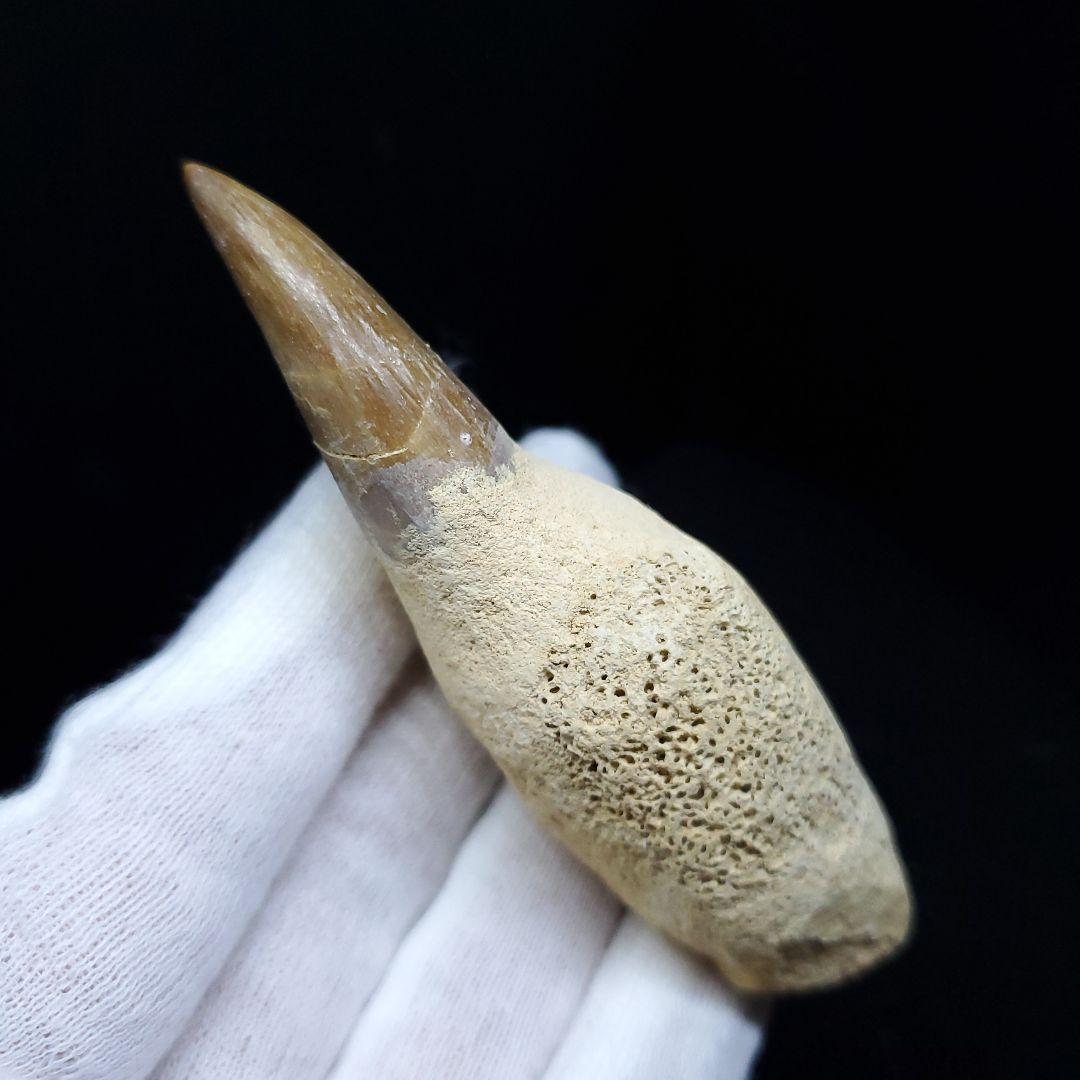 美品 歯根付き モササウルス 化石 歯 本物 85.97mm mos49