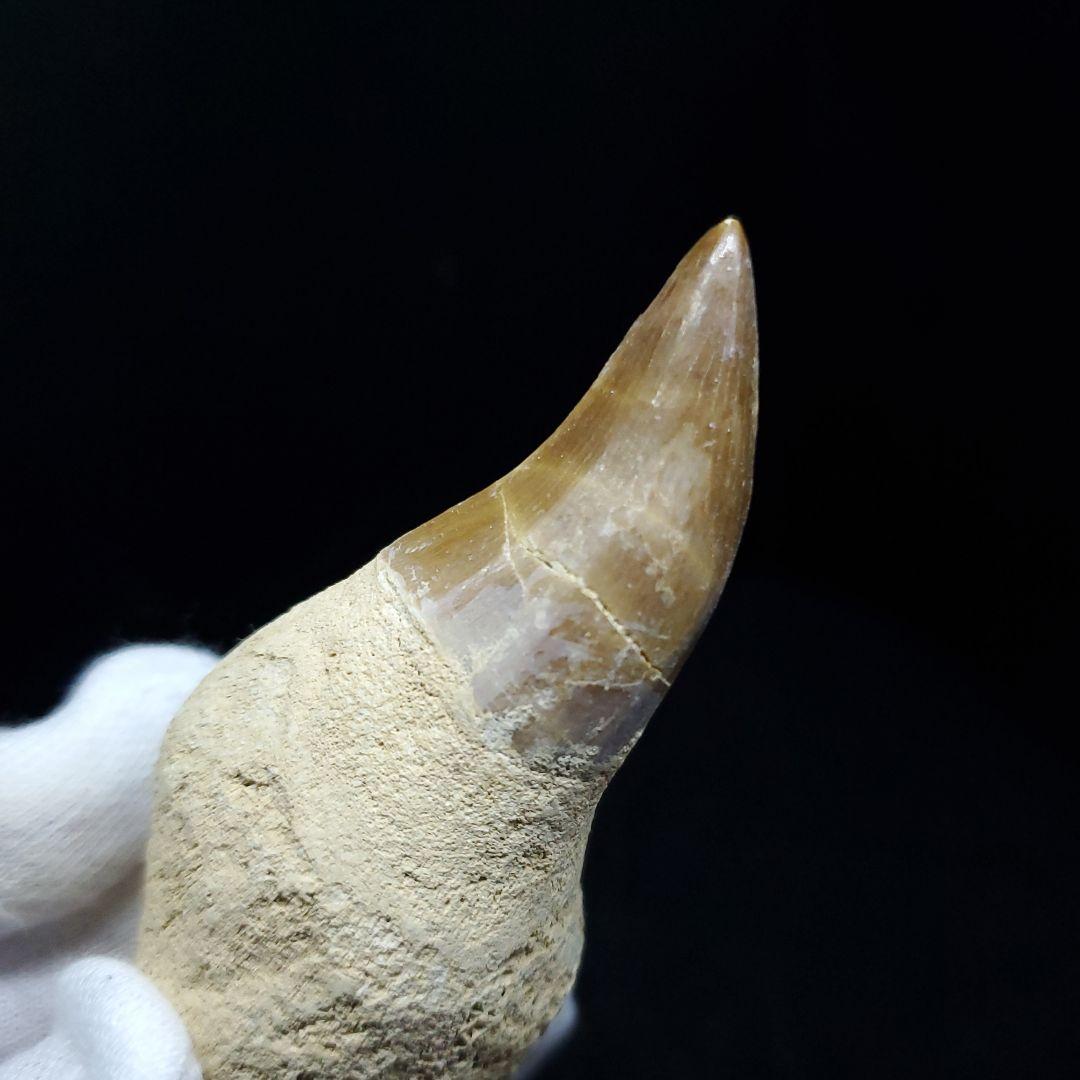 美品 歯根付き モササウルス 化石 歯 本物 85.97mm mos49