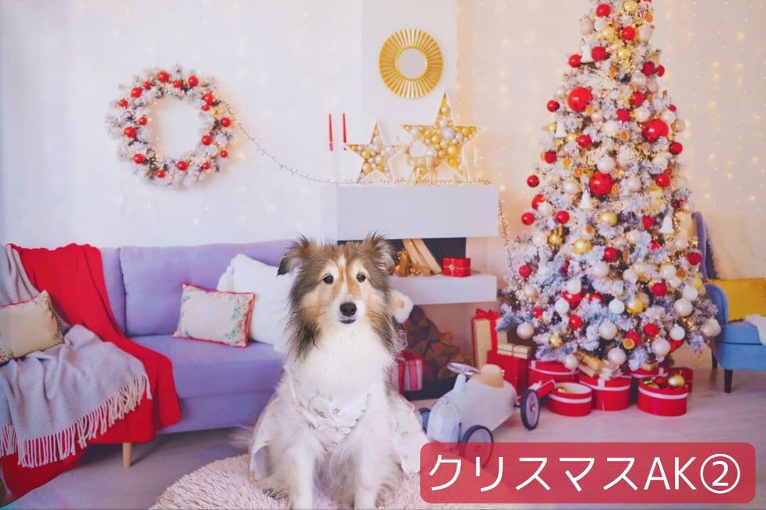 背景布×10枚+2　ペット撮影用ブース　トリミングチョーカー販売中　お正月、春