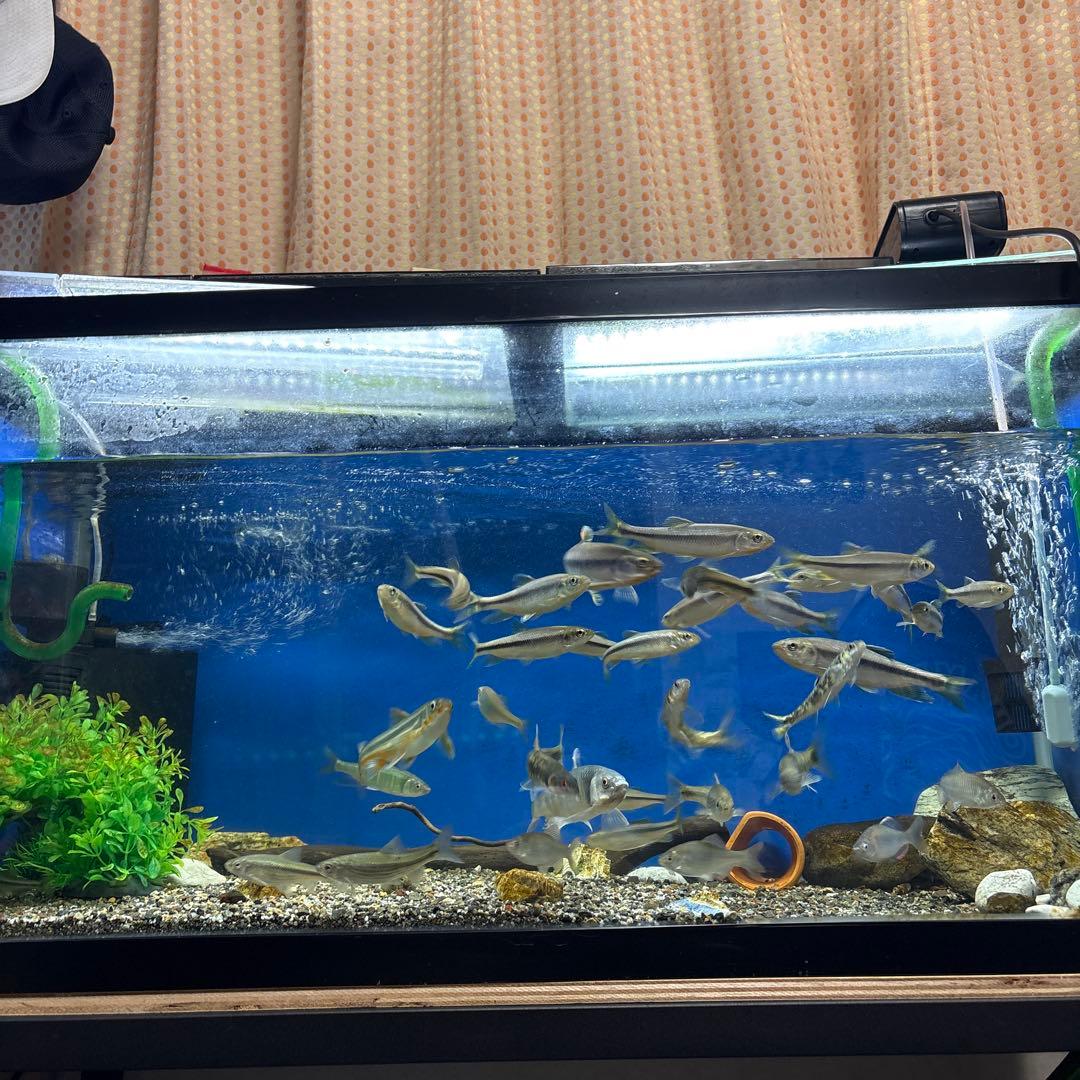 90cmガラス水槽 水槽台セット！！